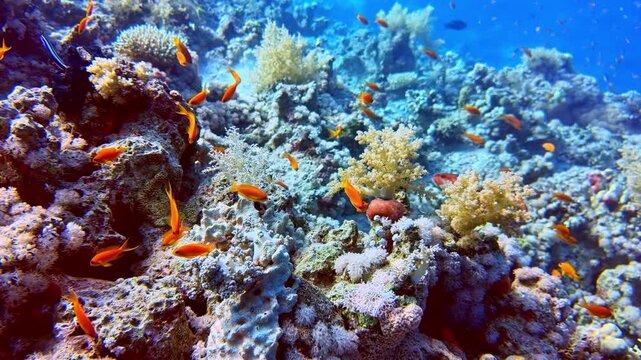 Colorful orange sea goldie fish swimming peacefully near a beautiful coral reef formation