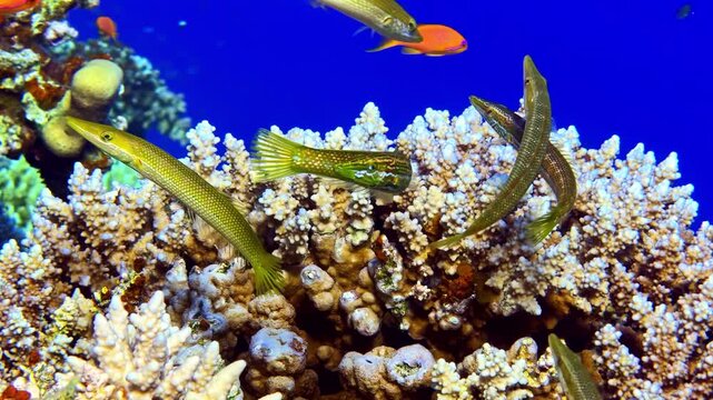 Several cigar wrasse fish, Cheilio inermis, elegantly swimming over a hard coral reef