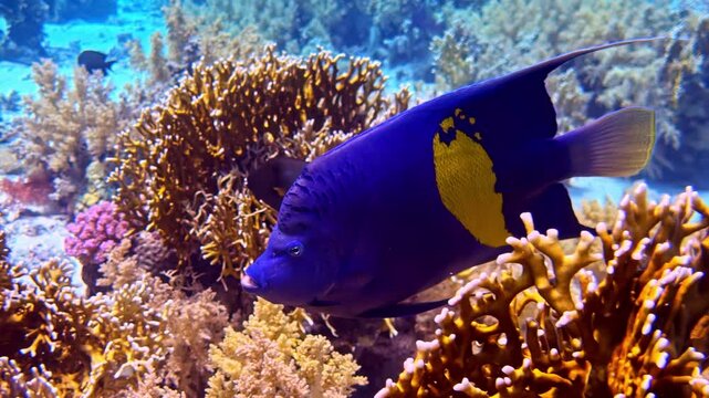Blue yellowbar angelfish with bright yellow patch swims slowly past golden fire coral on shallow reef at Jackson Reef Red Sea near Sharm El Sheikh Egypt
