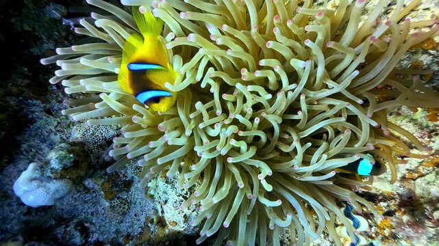 Pair of Red Sea clownfish swims and hides among swaying tentacles of magnificent sea anemone in symbiosis at Jackson Reef near Sharm El Sheikh Egypt