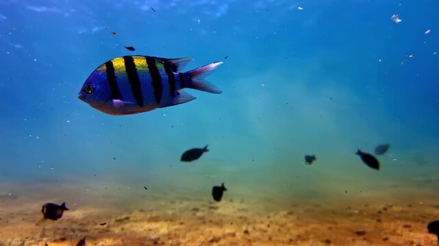 Striped Indo-Pacific sergeant and dark damselfish swim over sandy seabed in clear blue water while diving at Jackson Reef in Red Sea near Sharm El Sheikh Egypt