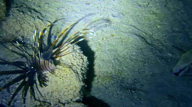 Camera pans from striped lionfish spreading its venomous fins over rocky seabed to goatfish lit by dive torch during deep scuba dive at Jackson Reef Sharm El Sheikh Egypt