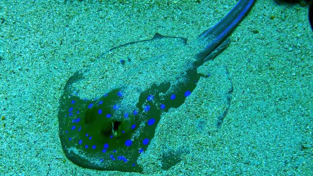Bluespotted ribbontail ray camouflaged under sandy seabed with electric blue spots and tail visible while breathing through spiracles at Jackson Reef Red Sea Egypt