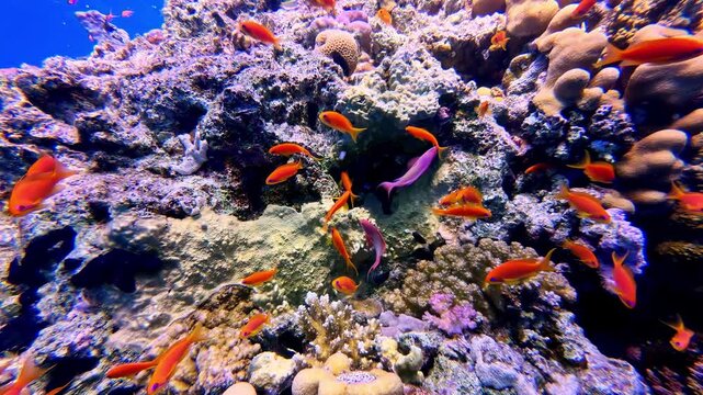 Large school of orange scalefin anthias swims around rocky coral head with hard corals in sunlit water of Jackson Reef Red Sea near Sharm El Sheikh Egypt