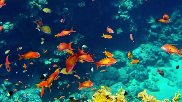 Close-up of orange female and magenta male scalefin anthias swimming above yellow fire coral and hard corals in clear blue water at Jackson Reef Red Sea Sharm El Sheikh Egypt