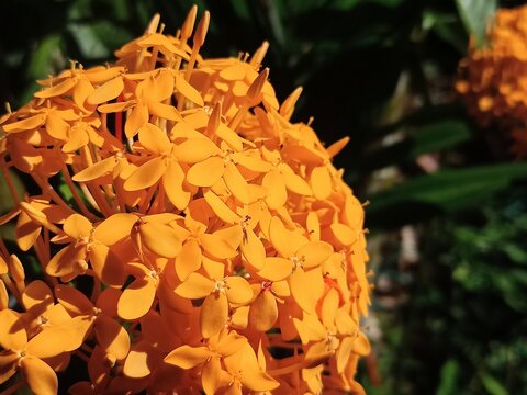 Close-up of vibrant orange ixora flowers packed in tight clusters