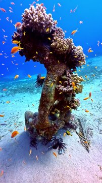 Red Sea lionfish Pterois miles swims beside coral covered artificial reef pillar on sandy seabed as orange lyretail anthias swarm around it near Sharm El Sheikh Egypt