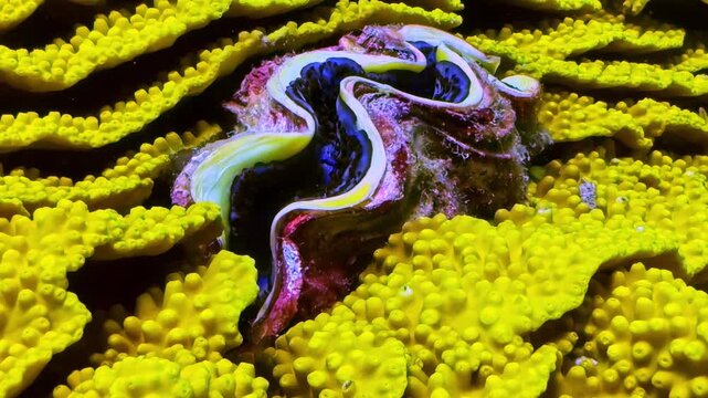 Close-up of giant clam with blue and purple mantle opening and closing as it breathes between glowing yellow scroll coral at Thomas Reef Red Sea Sharm El Sheikh Egypt