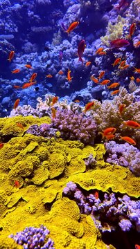 Beautiful underwater world with a school of tropical fish swimming over a vibrant coral reef