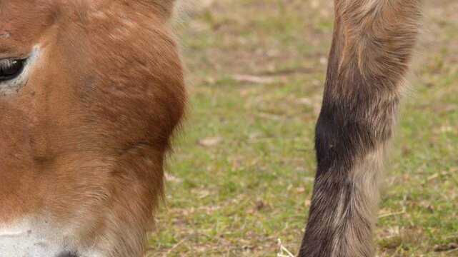 Close Up of Endangered Przewalski Horse Grazing on Grass