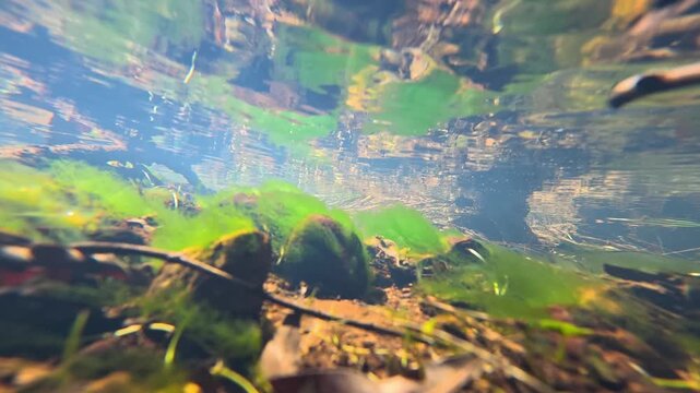 Underwater View of Clear Creek Bed with Moss and Flowing Water