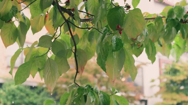 Raindrops dripping from leaves in slow motion