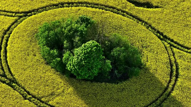 Aerial top down view of a blooming yellow rapeseed field with a small forest in the middle