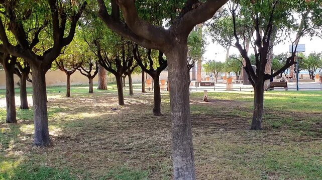 Scenic view across tranquil park with rows of meticulously pruned trees, green lawn, grassy ground and bright clear sky in Rome Italy