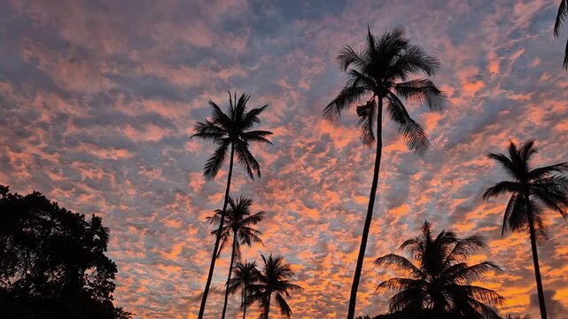Silhouettes of tropical palm trees swaying gently against vibrant pink and orange patterned sunset sky in Koh Samui, Thailand