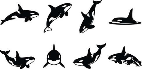 Obraz premium Black orca set silhouettes swimming jumping and diving poses
