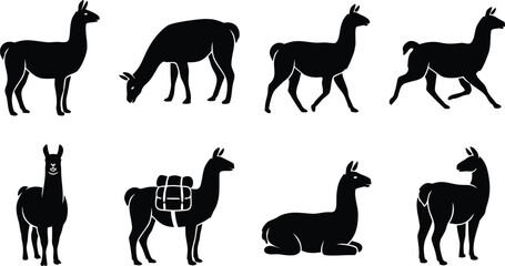 Fototapeta premium Black llama set silhouettes standing grazing walking and with a pack