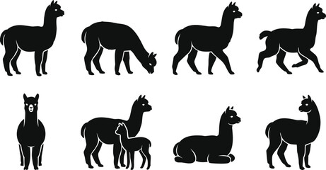 Fototapeta premium Black alpaca set silhouettes standing grazing walking and with a cria