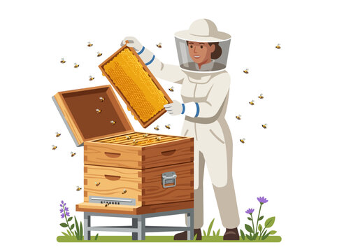 Beekeeper inspecting honeycomb frame against beehive