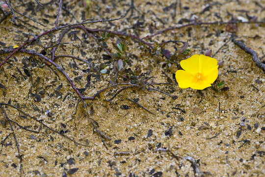 Woolly rock rose // Woll-Steinrose, Spanische Zistrose (Halimium lasianthum / Cistus lasianthus) - Embalse del Ebro, Spain