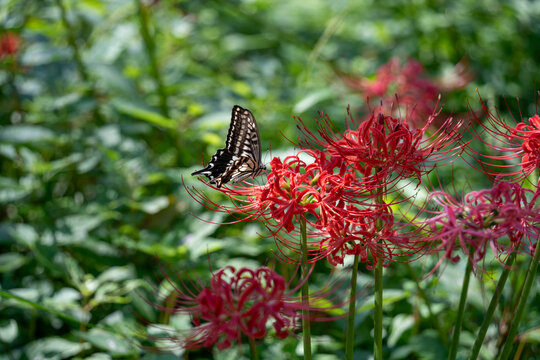 赤い彼岸花の花の蜜を吸うアゲハチョウ