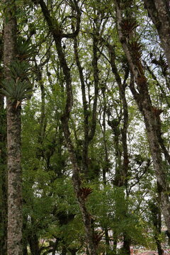 Arboles en la naturaleza de las monta&ntilde;as