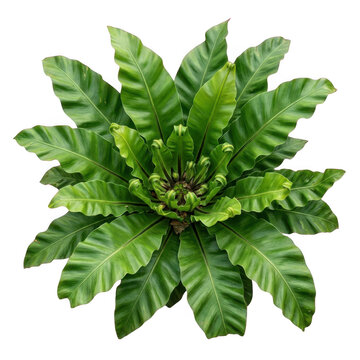 A vibrant green bird nest fern plant with lush wavy fronds arranged in a circular rosette pattern isolated against a solid black background view isolated on a transparent background