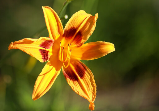 orange daylily loves the sunshine