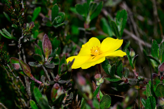 Woll-Steinrose, Spanische Zistrose // Woolly rock rose (Halimium lasianthum / Cistus lasianthus) - Embalse del Ebro, Spanien