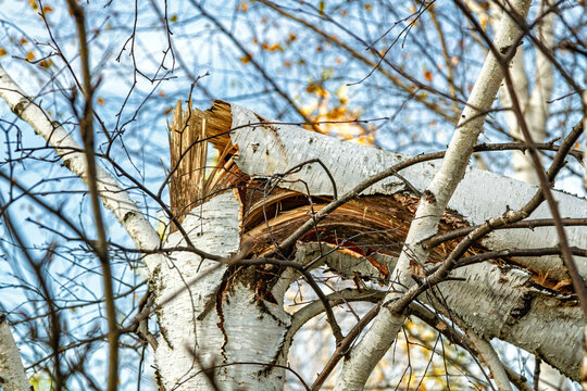 Broken birch tree with splintered trunk among tangled branches. Hurricane aftermath and storm damage. Tree loss, property claims and accident insurance. Natural disaster. Woodland hazard