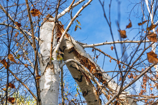 Broken birch tree with split trunk against blue sky. Hurricane aftermath and storm damage. Tree damage, property loss and accident insurance claims. Natural disaster risk