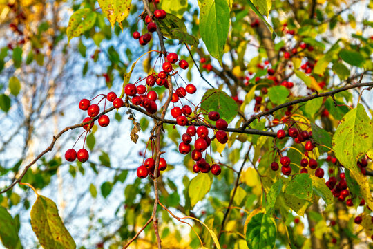 Red wild apples ripening on leafy branches in autumn. Forest apple harvest and vitamin-rich fruit. Seasonal food and botanical nature study. Autumn foliage and woodland flora