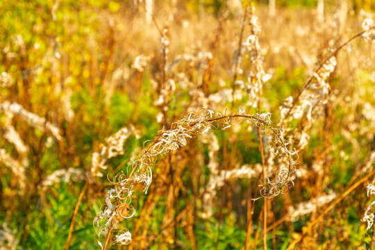 Dried fireweed stalk with curled seed pods in an autumn meadow. Ivan-chai plant marks the end of the growing season. Wild botanical detail, seasonal change and nature background