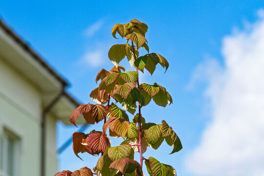 Raspberry shoots rise above a house roof against blue sky. Tall raspberry cane with the help of fertilizer. Home gardening and plant cultivation. Fruit growing in a backyard garden