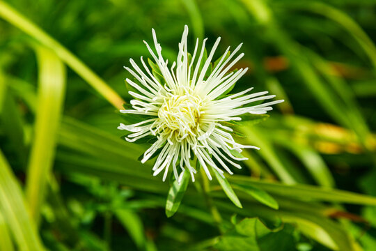 White needle-petaled aster blooming among green foliage. Delicate ornamental flower for garden planting. Botanical beauty, floral design and nature appreciation. Close-up botanical detail