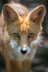 Obraz premium Fox stands still in the forest during daylight