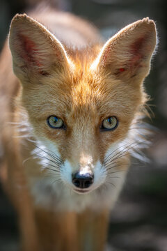Fox stands still in the forest during daylight