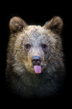 Bear cub looks at the camera with its tongue out in a dark setting