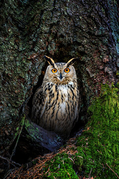 The owl cautiously climbs out of the hollow
