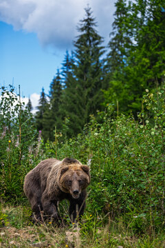 Grizzly bear walking through a lush green forest with tall trees and blue sky in the background, showcasing its powerful physique and natural habitat