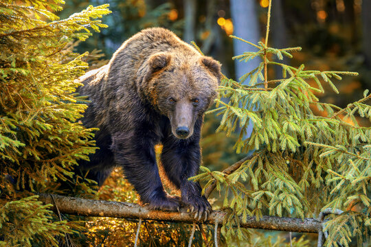 Brown bear balances on a fallen tree branch among dense green coniferous trees in a forest