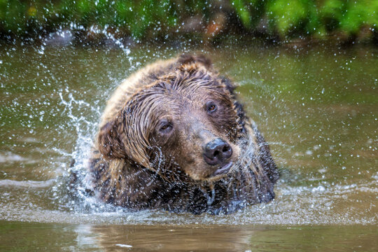 Brown bear shaking off water after swimming in a river, droplets splashing around its head, with lush green foliage in the background