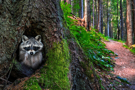 Curious Raccoon Hiding Inside a Mossy Forest Tree