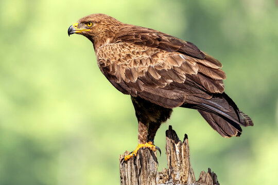 Lesser Spotted Eagle (Clanga pomarina), a large migratory bird of prey, eastern Poland. Selective focus on bird's eye