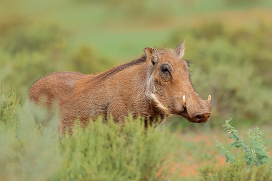 An alert warthog (Phacochoerus africanus) standing in natural habitat, Mokala National Park, South Africa
