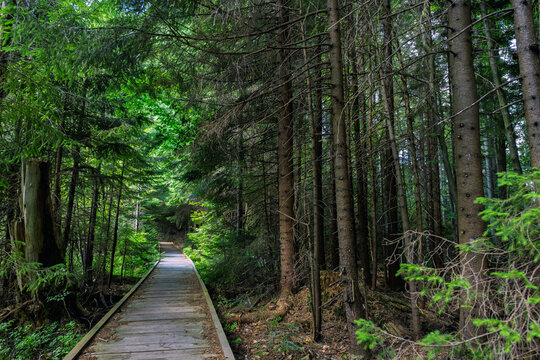 Wooden boardwalk traverses a dense forest, surrounded by tall trees and vibrant greenery, with sunlight illuminating the path and foliage