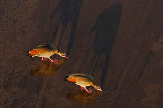 A pair of Egyptian geese (Alopochen aegyptiaca) foraging in shallow water, Kruger National Park, South Africa