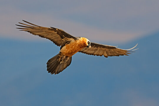An endangered bearded vulture (Gypaetus barbatus) in flight in natural habitat, South Africa