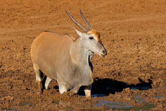 A male eland antelope (Tragelaphus oryx) standing in a muddy waterhole, Mokala National Park, South Africa