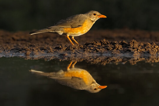 A kurrichane thrush (Turdus libonyana) at a waterhole with reflection, South Africa